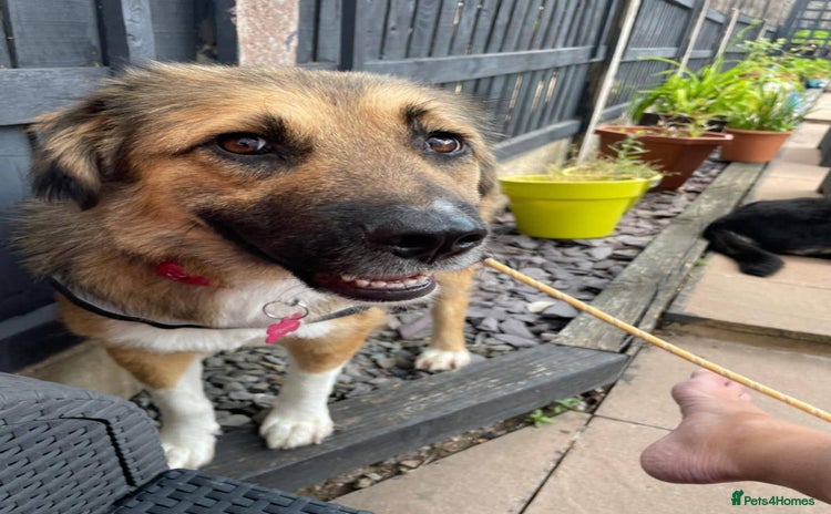 Mixed Breed dogs - Advert 3