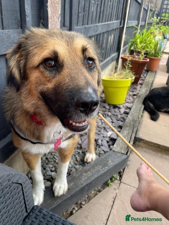 Mixed Breed dogs - Advert 3