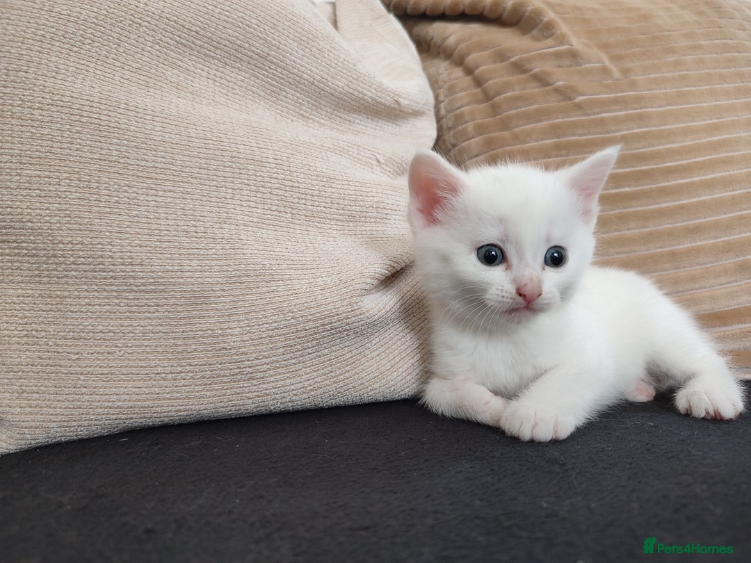 Siberian cats for sale: 4 kittens for sale - Image 4