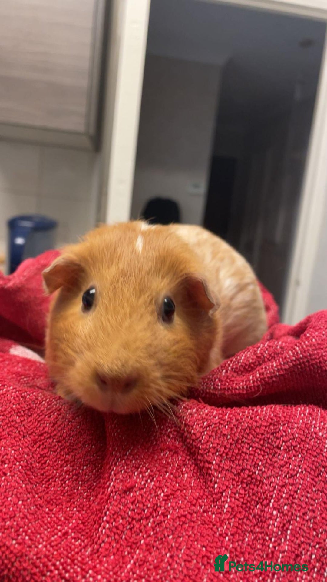 Guinea Pig rodents for sale: 2 guinea pigs looking for a new home! - Advert 4