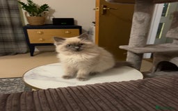 Ragdoll cats for sale: Beautiful blue point Ragdoll - Image 7