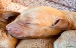 Golden Retriever dogs for sale: Deep Fox Red Golden Retriever Puppies  - Image 6
