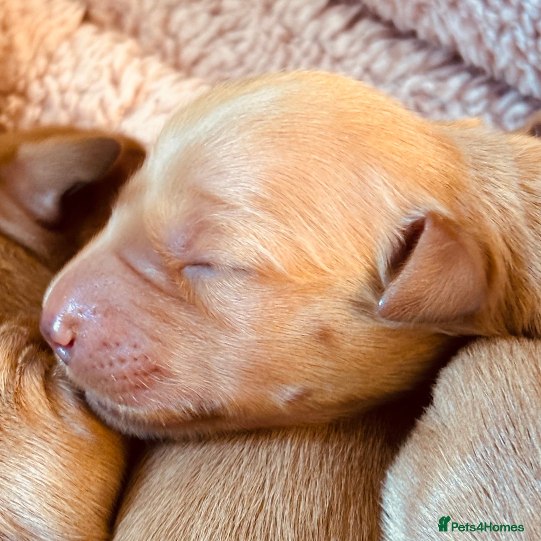 Golden Retriever dogs for sale: Deep Fox Red Golden Retriever Puppies  - Image 6