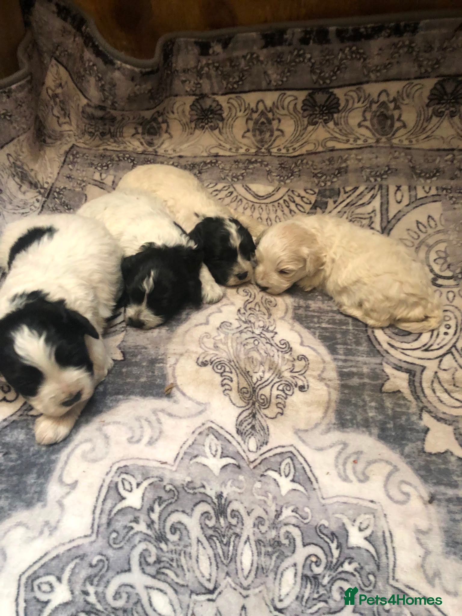 Mixed Breed dogs Romagnolo Lagotto cross bichon  - Advert 18
