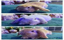 Mini Lop rabbits for sale: 🩷Beautiful Mini Lops🩷 - Advert 1