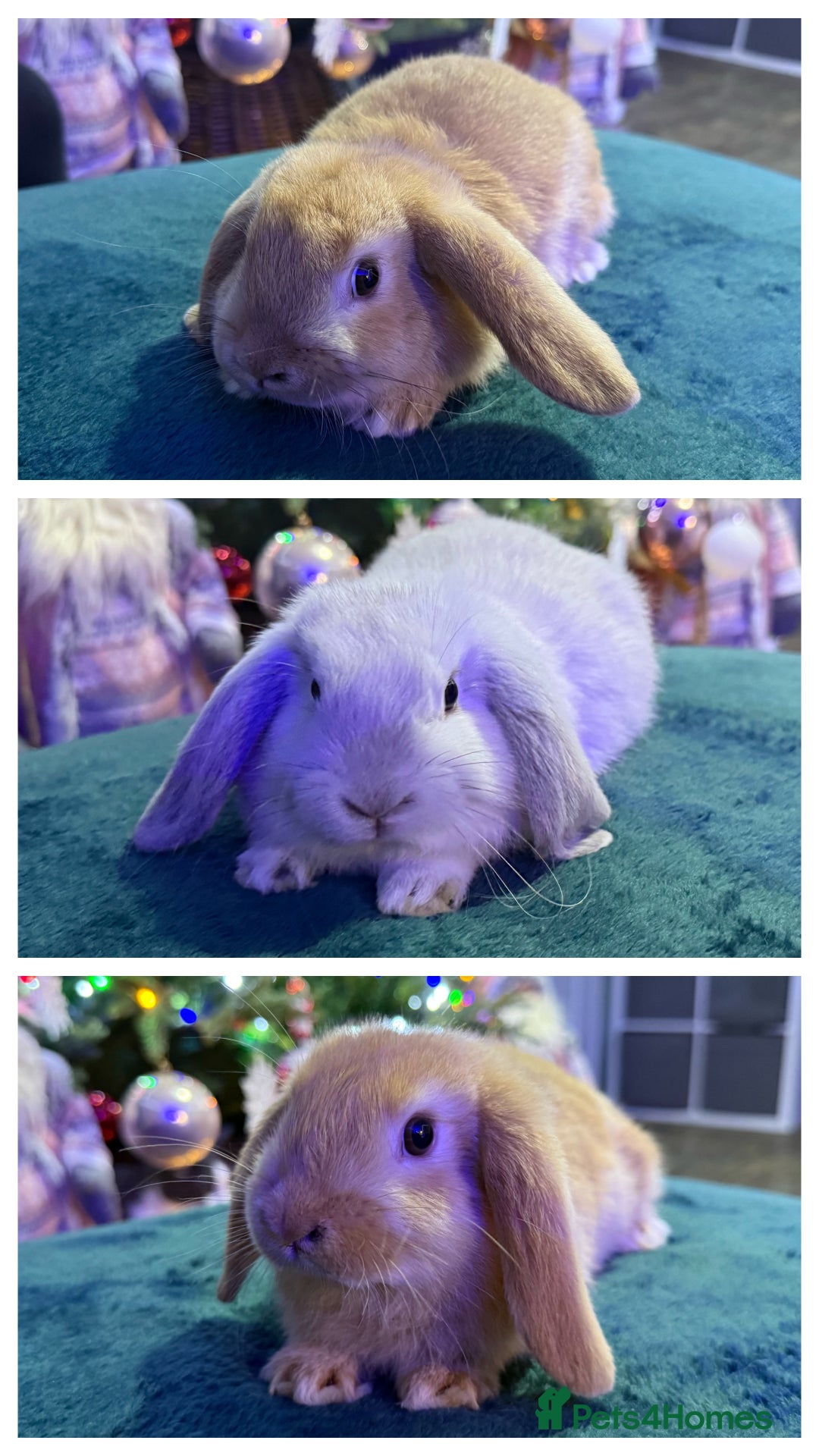 Mini Lop rabbits for sale: 🩷Beautiful Mini Lops🩷 - Advert 1