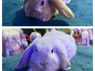 Mini Lop rabbits 🩷Beautiful Mini Lops🩷 - Advert 1