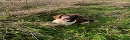 English Springer Spaniel dogs for sale: KC register springer spaniel puppies - Advert 13