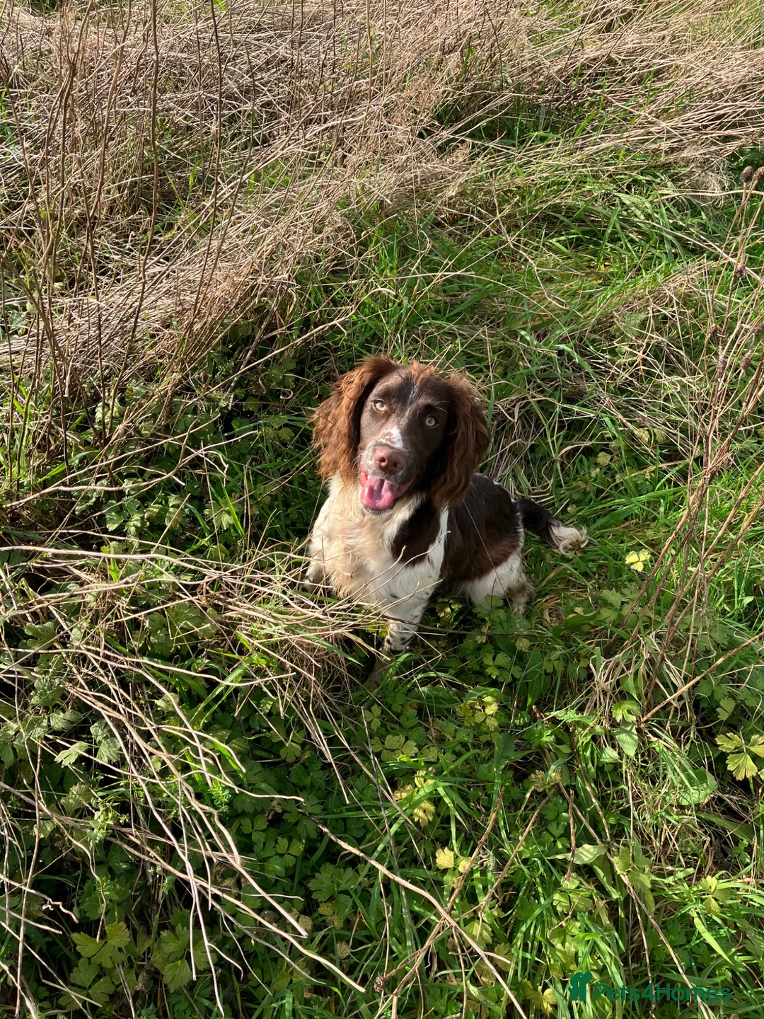 English Springer Spaniel dogs for sale: KC register springer spaniel puppies - Advert 13