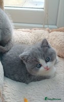 British Shorthair cats - Advert 5