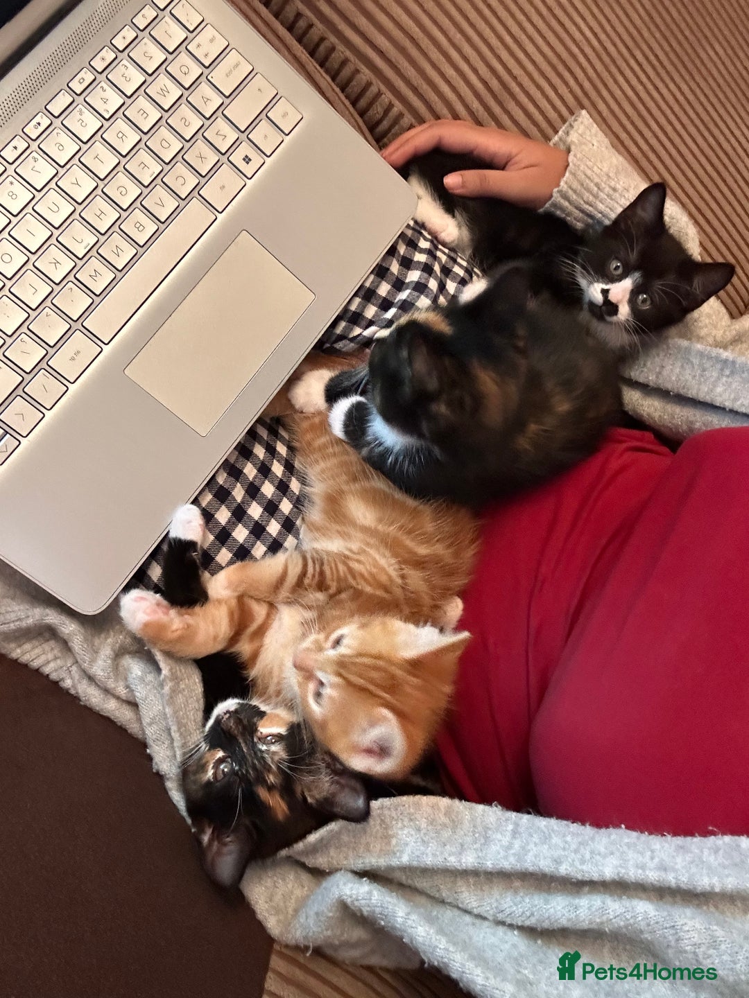 Mixed Breed cats for sale: Black and White Kitten - Advert 6