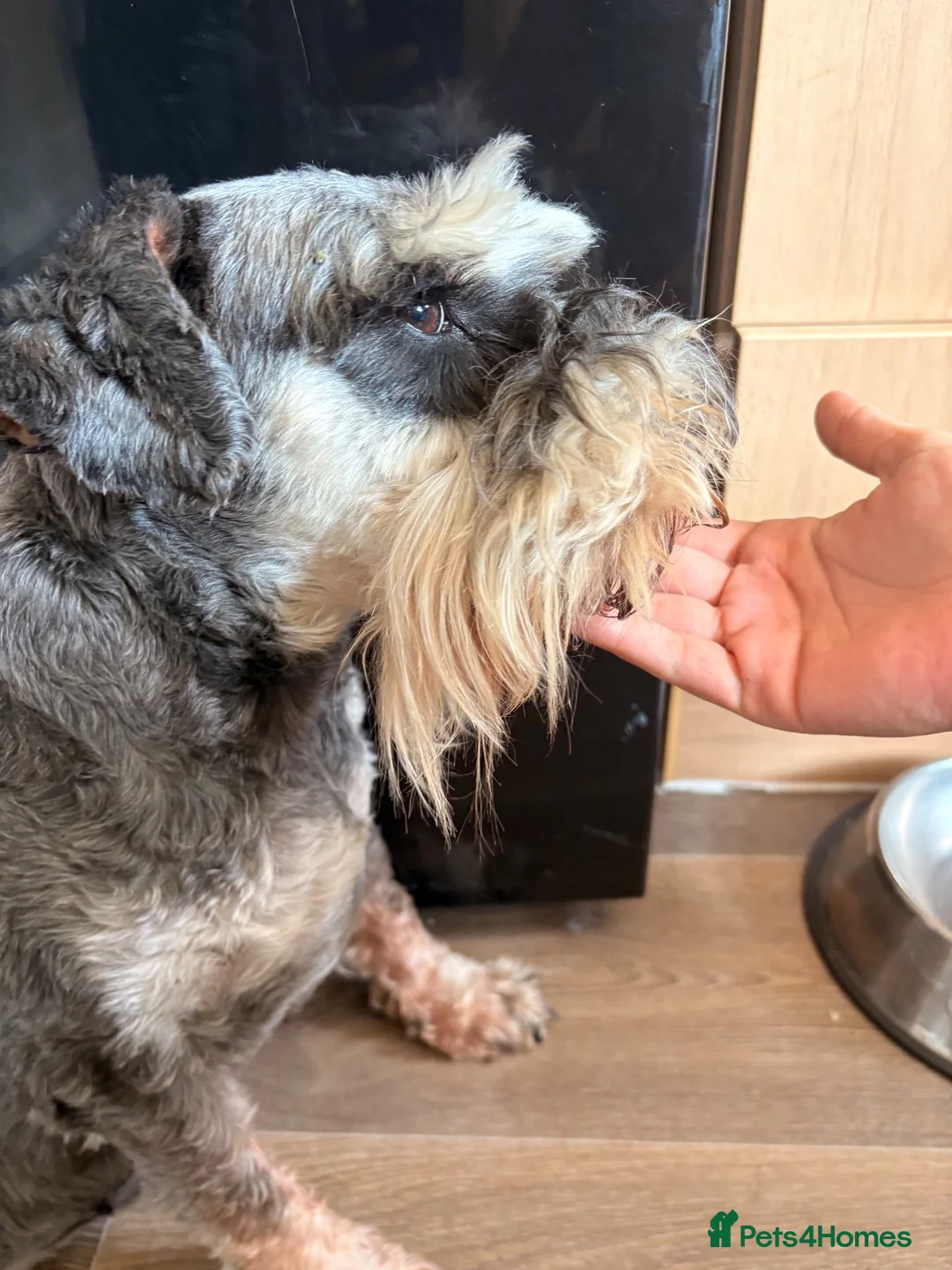 Miniature Schnauzer dogs for stud: Male stud - Advert 1