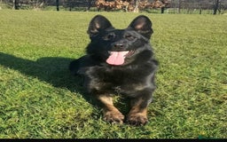 German Shepherd dogs for sale: Outstanding KC Working Line German Shepherd Pups - Image 12