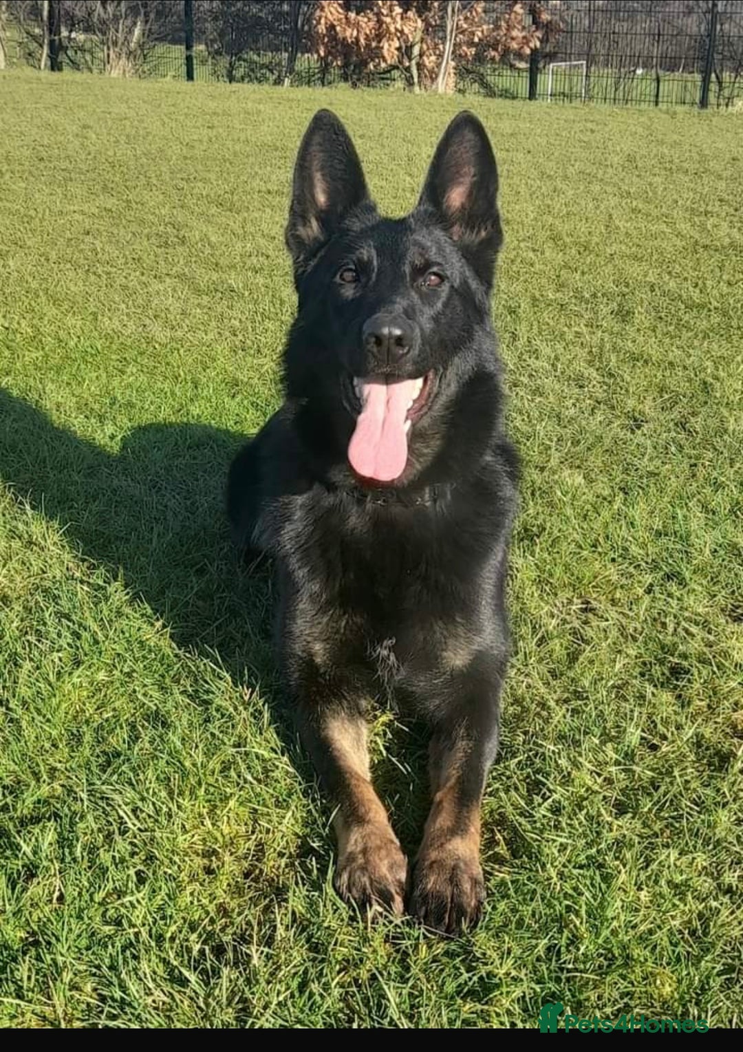 German Shepherd dogs for sale: Outstanding KC Working Line German Shepherd Pups - Image 12