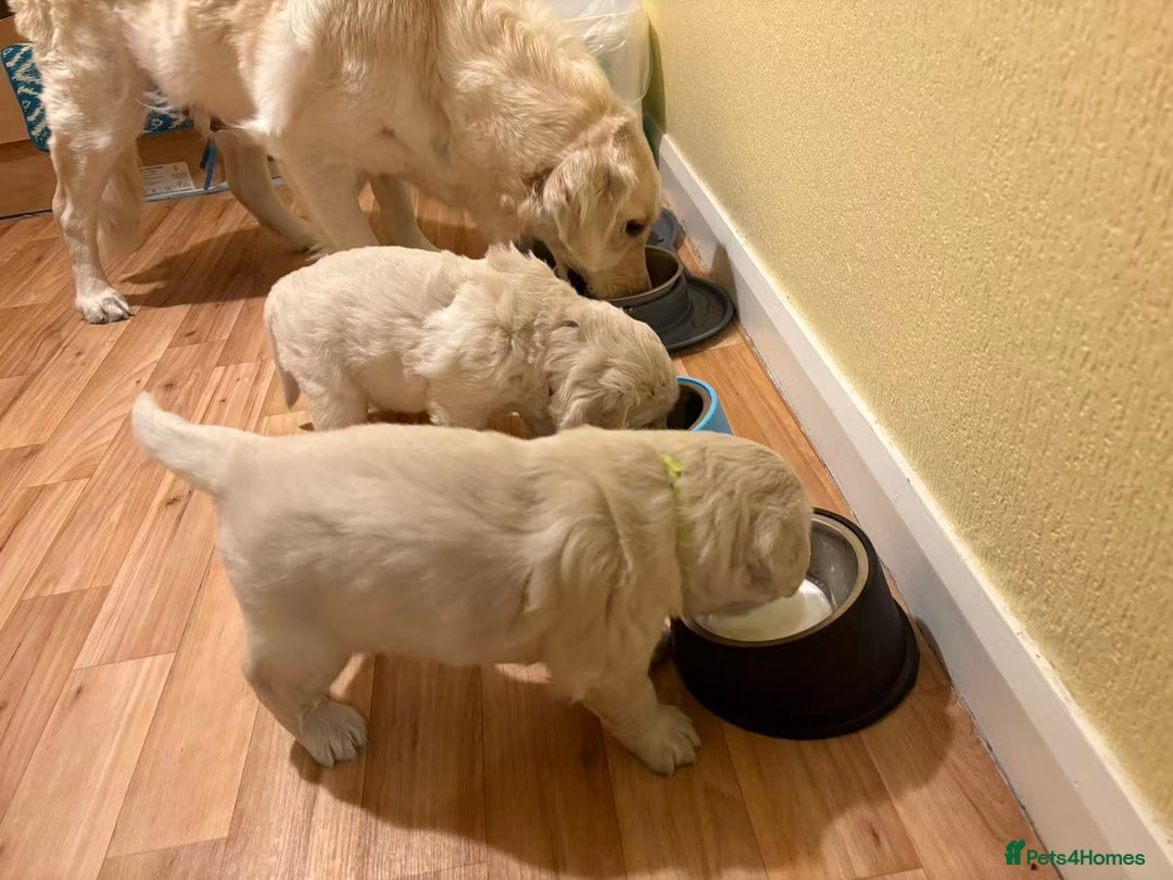 Golden Retriever dogs for sale: Golden Retriever Puppies - Advert 10