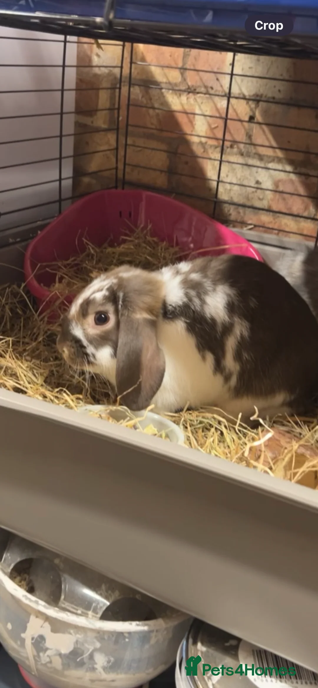 French Lop rabbits for sale: Two Beautiful Boys For Sale in Worcester - Advert 2