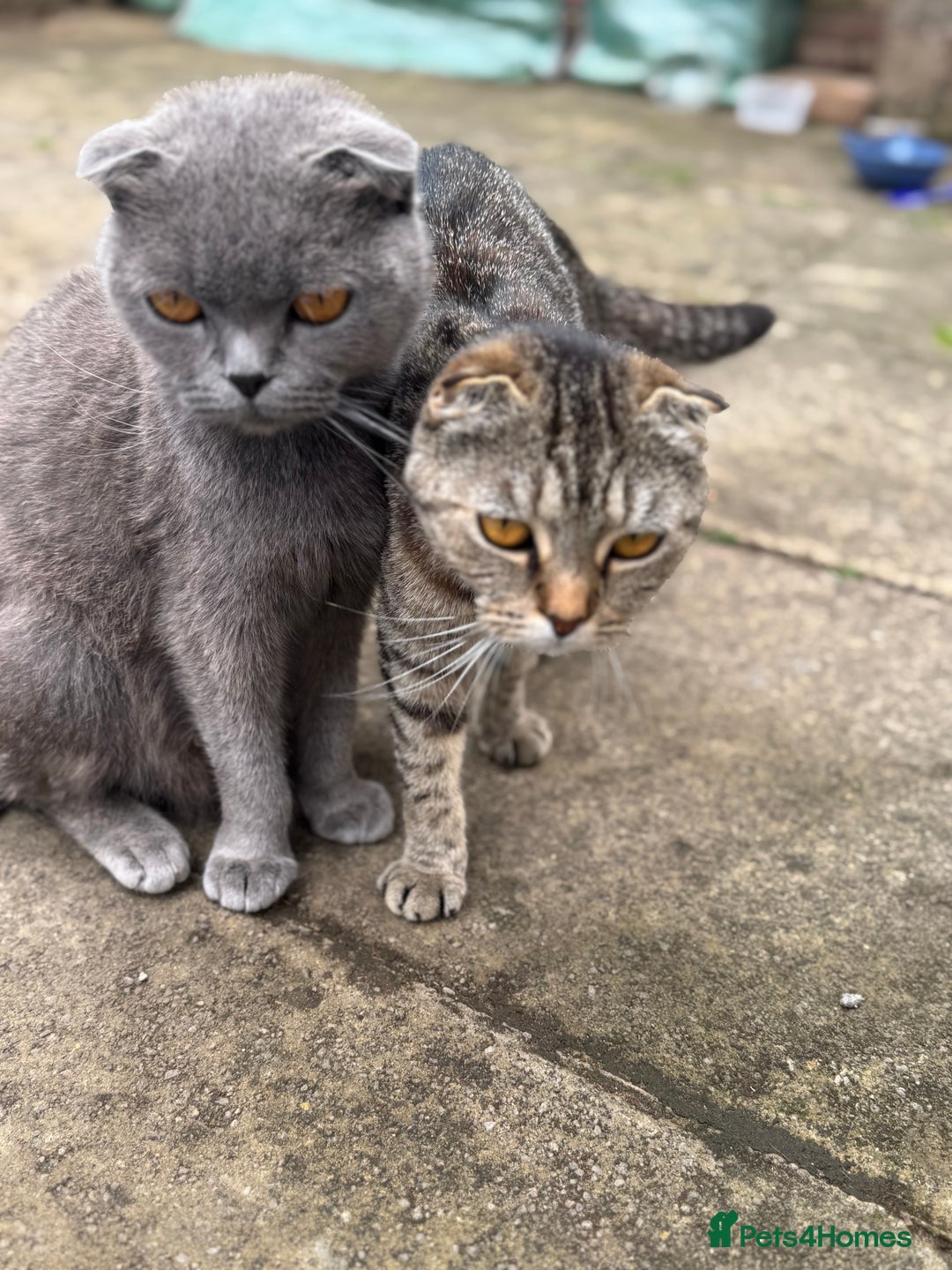 British Shorthair cats for sale: Beautiful British cat  - Image 7