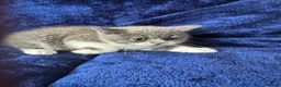 British Shorthair cats for sale: British shorthair kittens top pedigree ready now ! - Advert 11