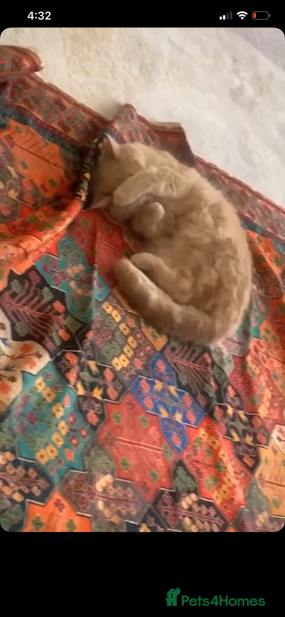 Scottish Fold cats for sale: Female  in Worthing - Advert 2