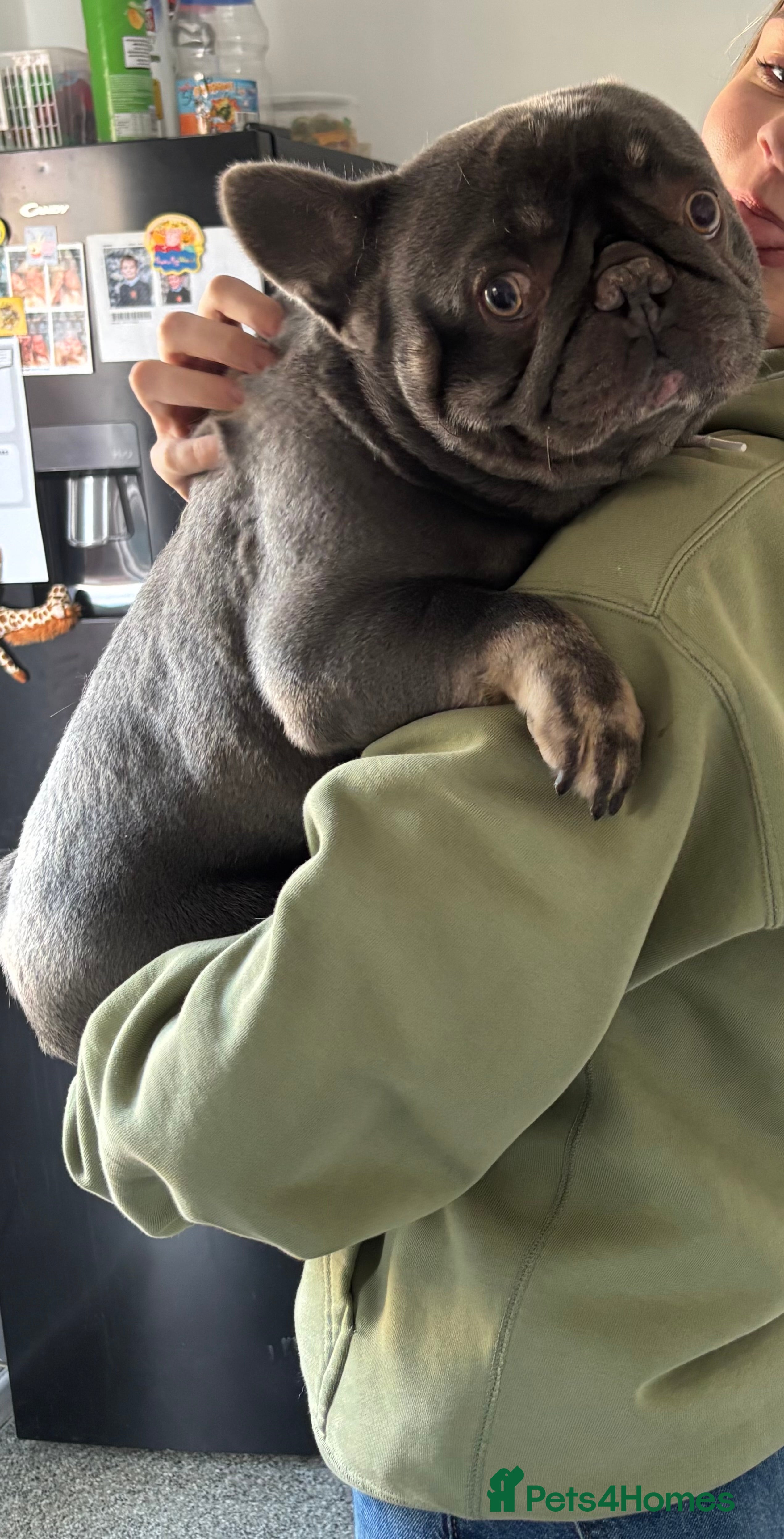 French Bulldog dogs French bulldog for rehome in Southampton - Advert 2
