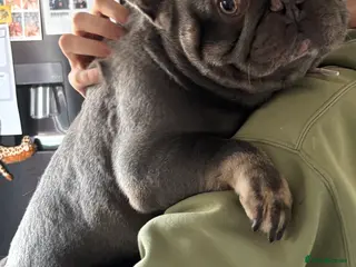 French Bulldog dogs French bulldog for rehome in Southampton - Advert 2