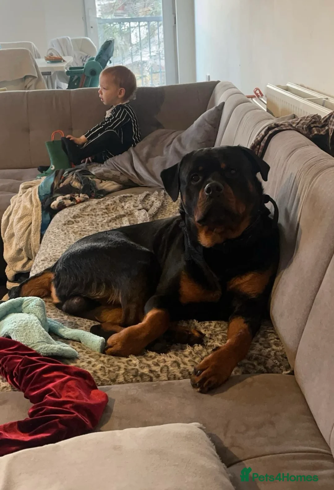 Rottweiler dogs for stud: Rottweiler for stud  in Falmouth - Advert 2
