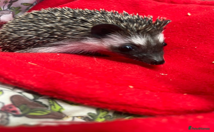 Pygmy Hedgehog rodents - Advert 3
