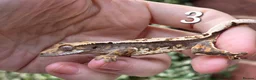Gecko reptiles for sale: Various crested geckos  - Advert 7