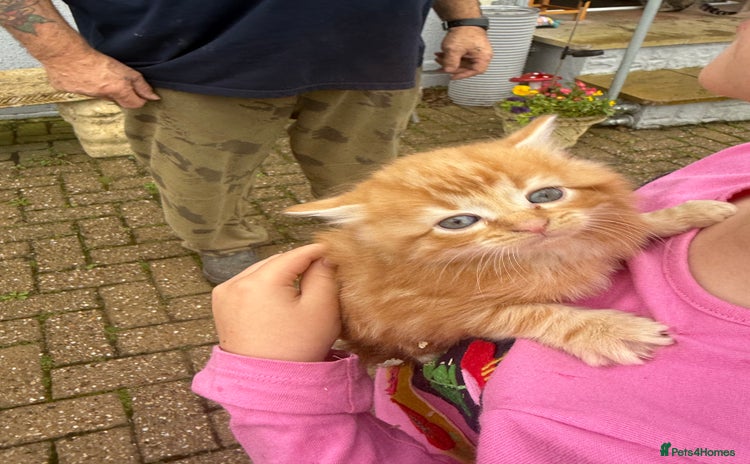 Mixed Breed cats - Advert 10