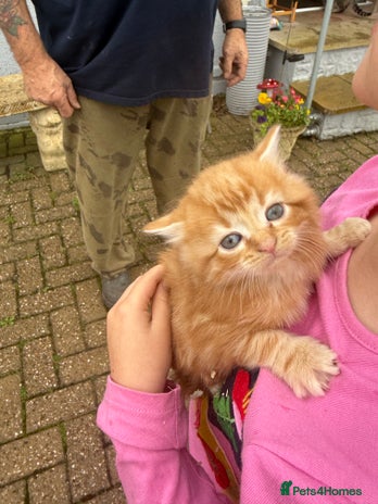 Mixed Breed cats - Advert 10