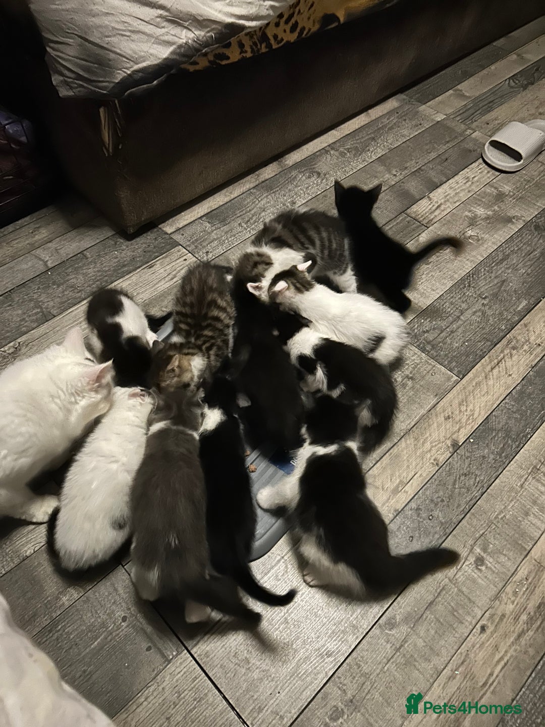 Mixed Breed cats for sale: Kittens are ready now 8 weeks old  - Advert 10