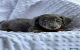 Miniature Dachshund dogs for sale: Miniature Dachshund Puppies  - Image 6