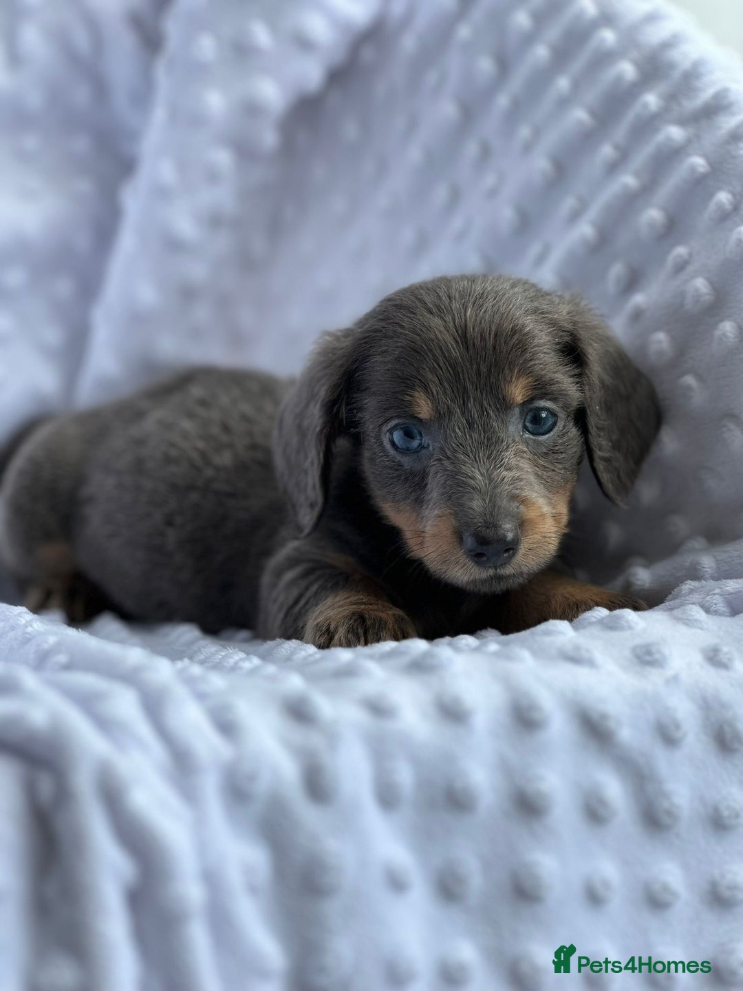 Miniature Dachshund dogs for sale: Miniature Dachshund Puppies  - Image 6