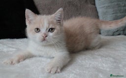British Shorthair cats for sale: Tiger in Sheffield - Image 9
