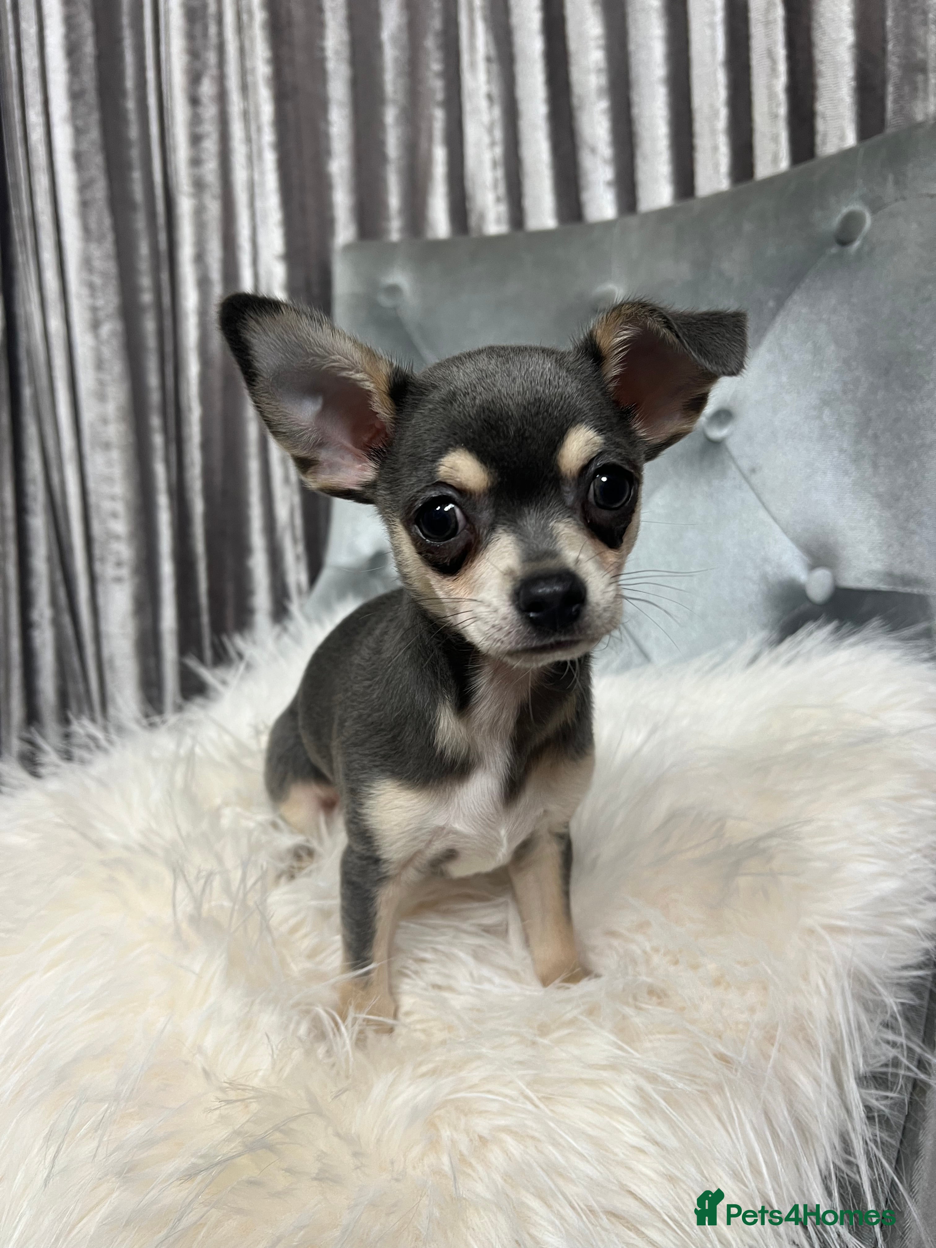 Chihuahua dogs Stunning blue & tan Chihuahua boy - Advert 1