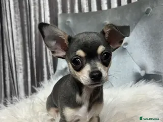 Chihuahua dogs Stunning blue & tan Chihuahua boy - Advert 1