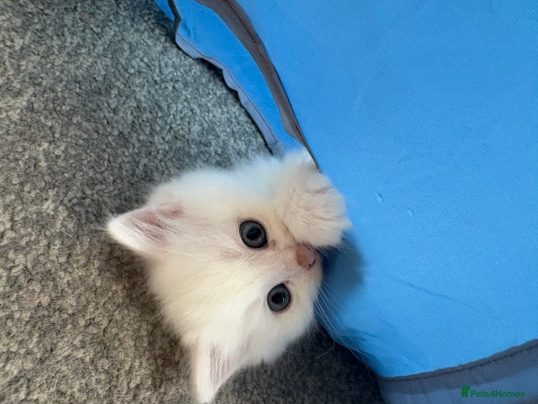 Mixed Breed cats for sale: White fluffy kittens for sale  - Image 7