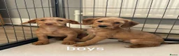 Jackapoo dogs for sale: Jackapoo Puppies Ready Now - Advert 3