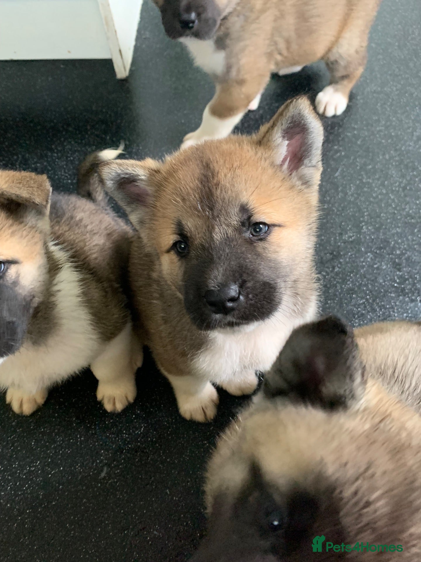 Akita dogs for sale: American Akita Pups - Advert 8