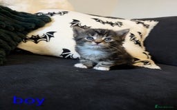 Mixed Breed cats for sale: Adorable kittens ready 12th October!! 🎃 - Image 2
