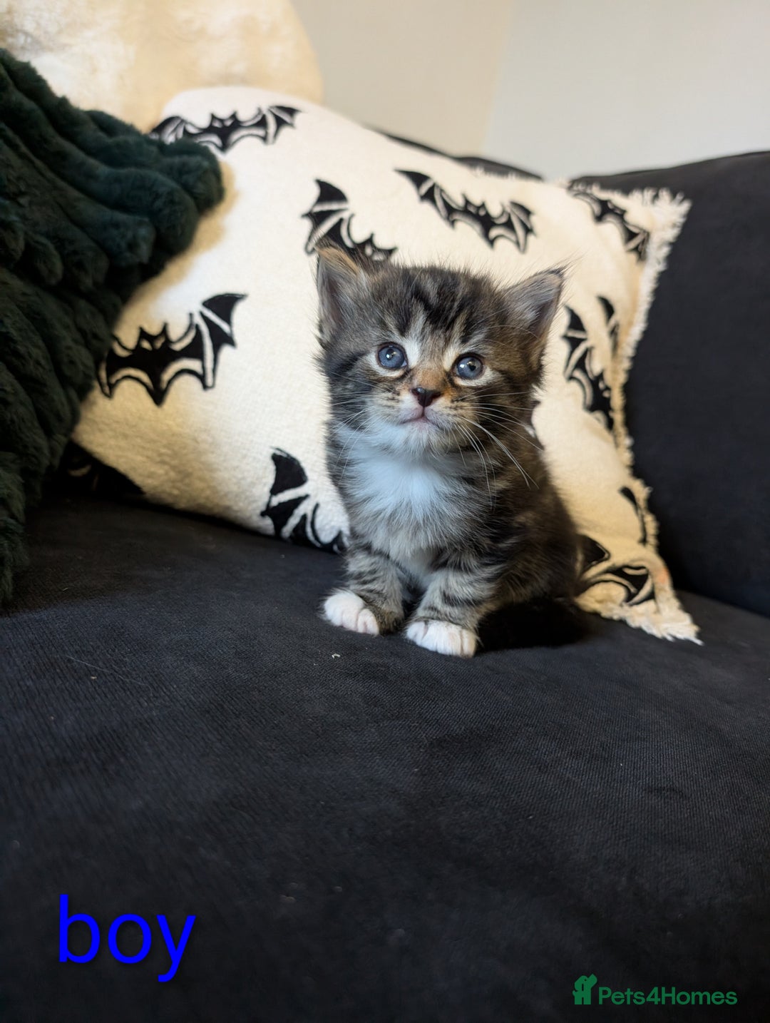 Mixed Breed cats for sale: Adorable kittens ready 12th October!! 🎃 - Image 2