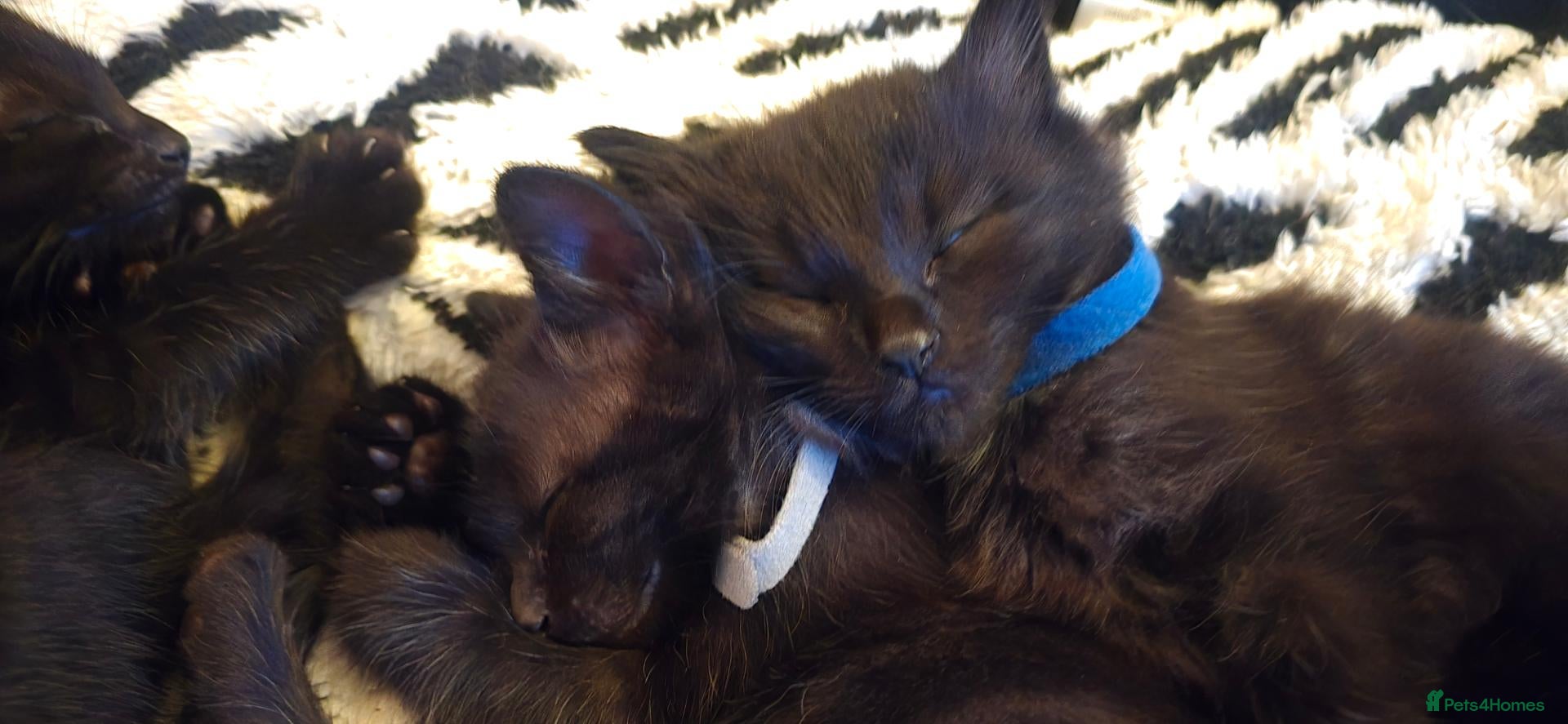 Siamese cats for sale: 1 remining Siamese X British Shorthair kittens - Advert 1