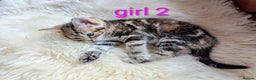 Mixed Breed cats for sale: Gorgeous kittens for sale £250 males £300 females - Advert 7