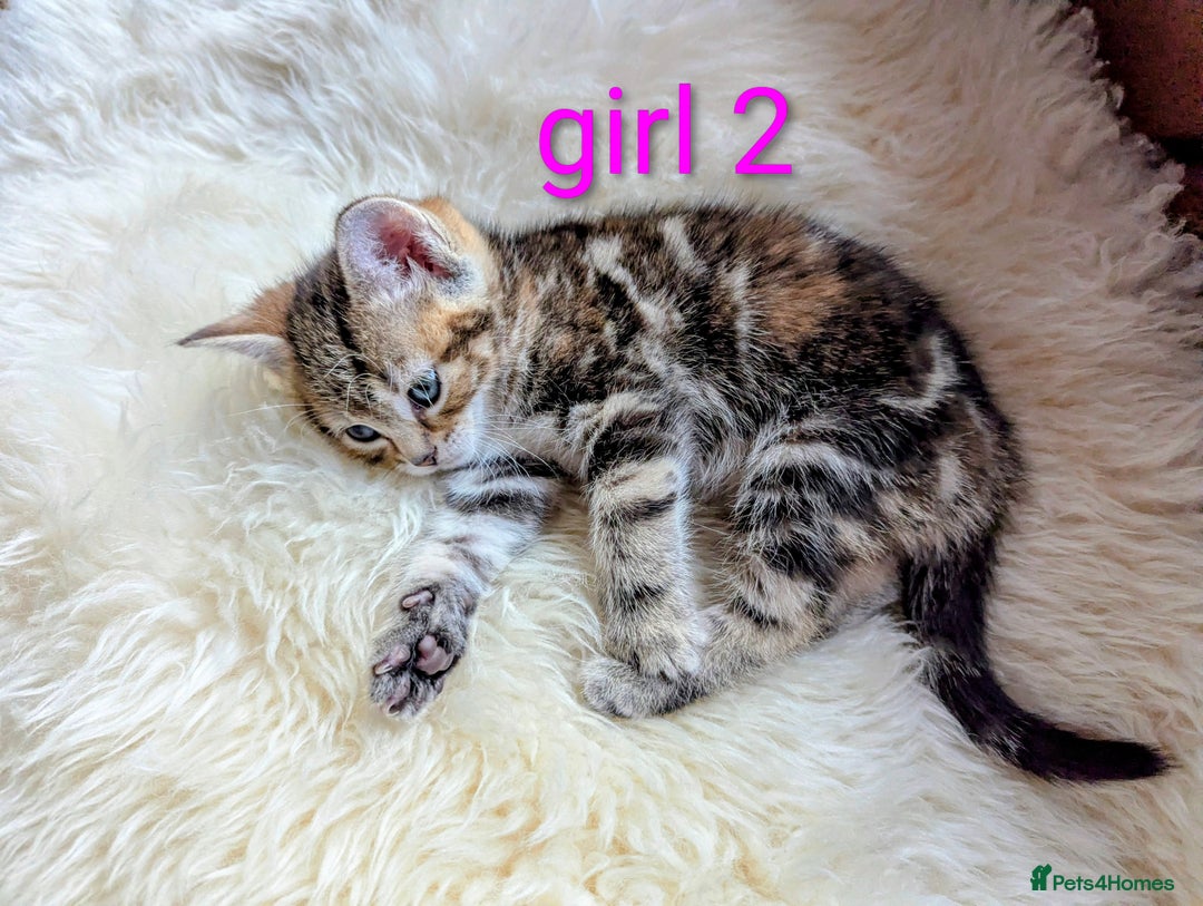 Mixed Breed cats for sale: Gorgeous kittens for sale £250 males £300 females - Advert 7