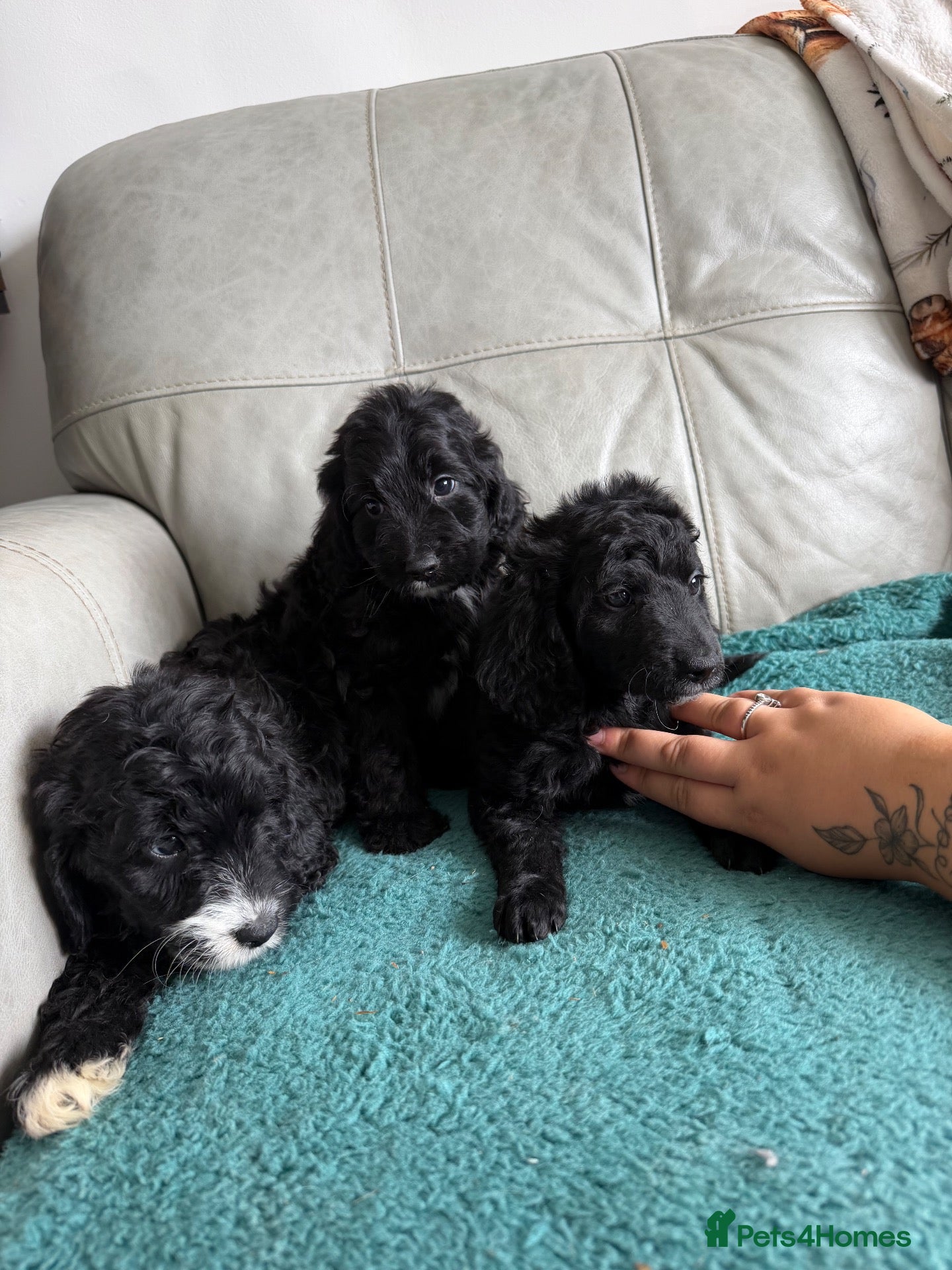 Cockapoo dogs 3 cockapoos left READY FOR TODAY  - Advert 16