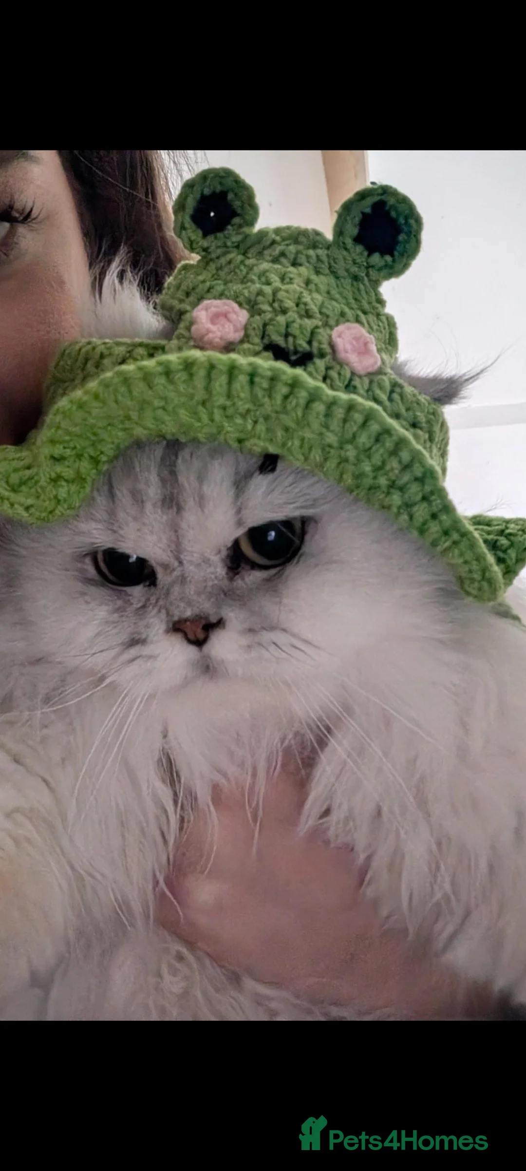 Persian cats for sale: Beautiful Pure Persian Girl  - Advert 2