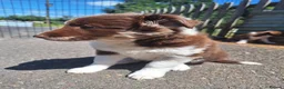 Border Collie dogs for sale: Beautiful fluffy Collie Pups for Sale - Advert 32