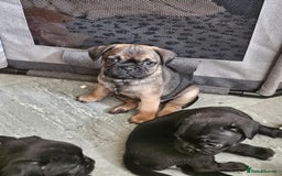 Mixed Breed dogs for sale: Reduced to 400 - Image 9