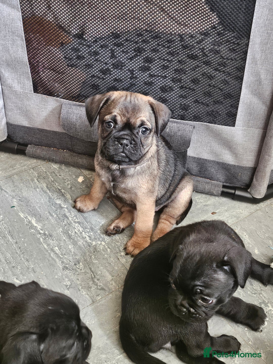 Mixed Breed dogs for sale: Reduced to 400 - Image 9