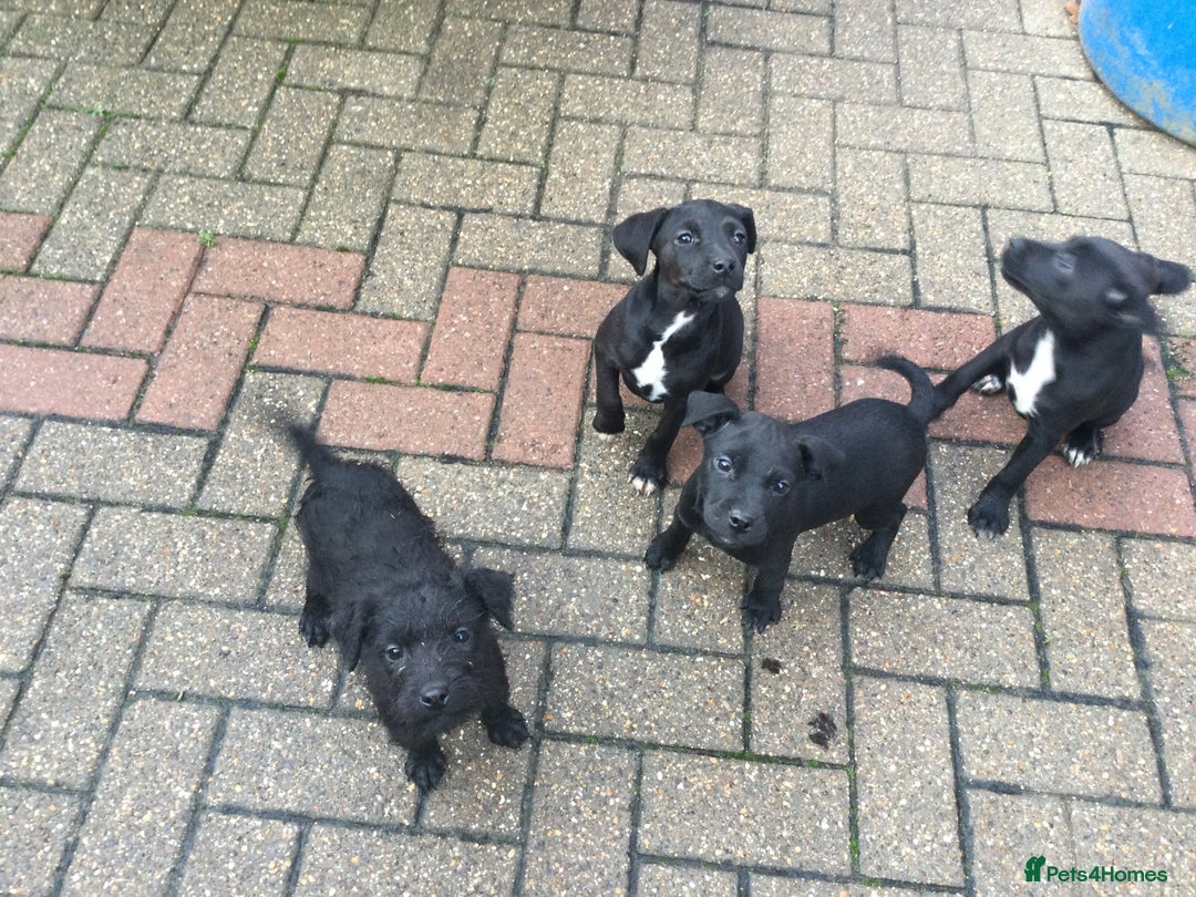 Mixed Breed dogs for sale: 3/4 Patterdale 1/4 Beddlington Pups for sale - Advert 2
